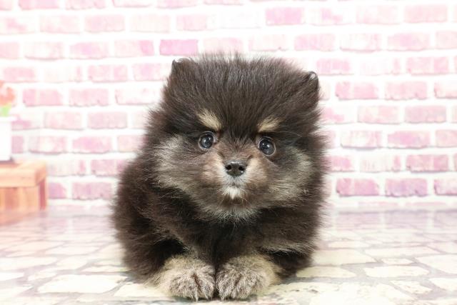 滋賀県のポメラニアン (Coo&RIKU東近江店/2024年1月3日生まれ/男の子/ブラックタン)の子犬