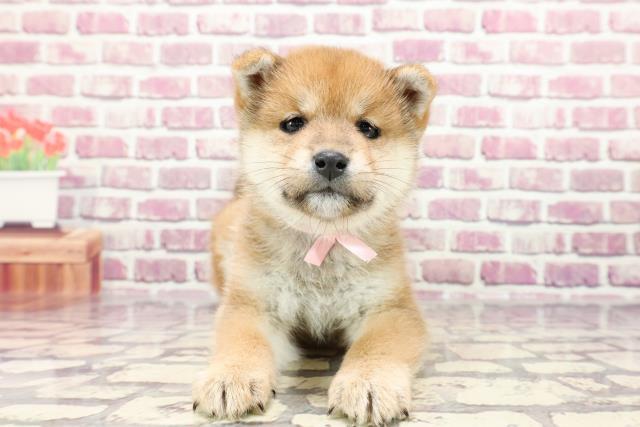 新潟県の柴犬(標準サイズ) (Coo&RIKU新潟東店/2024年1月6日生まれ/女の子/赤)の子犬