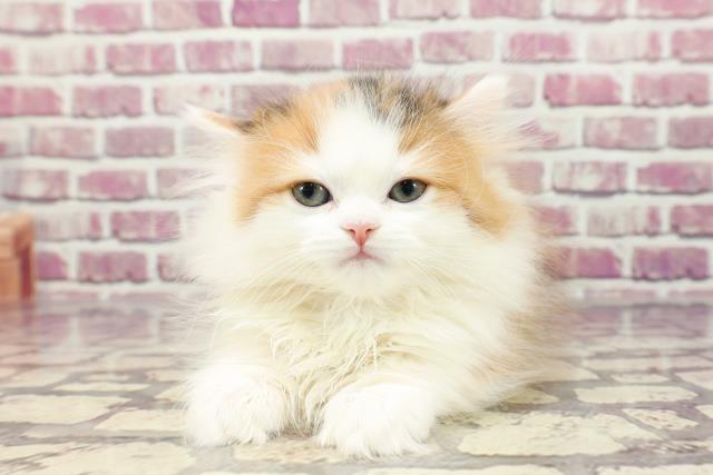 鹿児島県のミヌエット (Coo&RIKU鹿児島店/2024年1月6日生まれ/女の子/キャリコ)の子猫