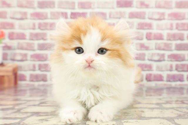 東京都のアメリカンカール (Coo&RIKU大久保店/2024年1月5日生まれ/男の子/レッドタビーホワイト)の子猫