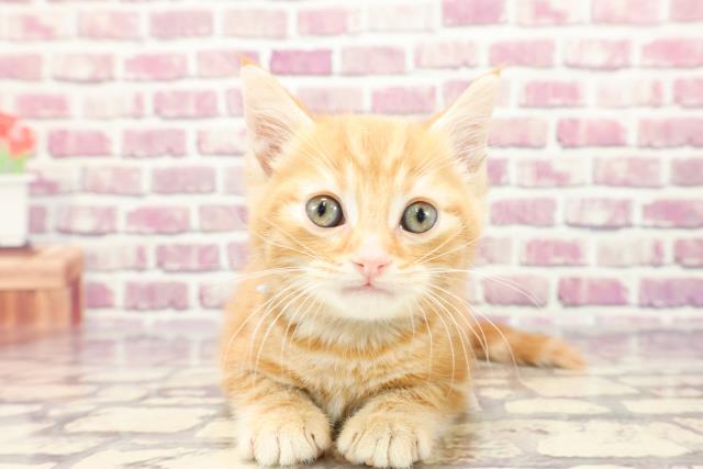 東京都のアメリカンショートヘアー (Coo&RIKU高円寺店/2024年1月2日生まれ/男の子/レッドタビー)の子猫