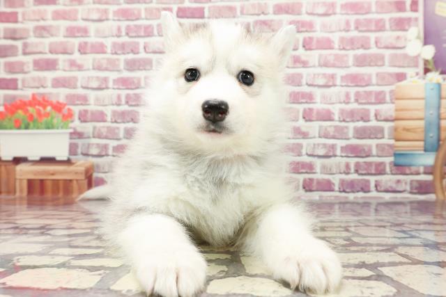 福島県のシベリアンハスキー (Coo&RIKUいわき店/2024年1月6日生まれ/女の子/シルバーホワイト)の子犬