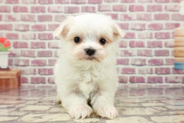 千葉県のマルチーズ (Coo&RIKU東船橋店/2024年1月5日生まれ/男の子/ホワイト)の子犬