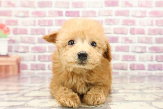 新潟県のトイプードル(トイ) (Coo&RIKU新潟西店/2024年1月4日生まれ/男の子/アプリコット)の子犬