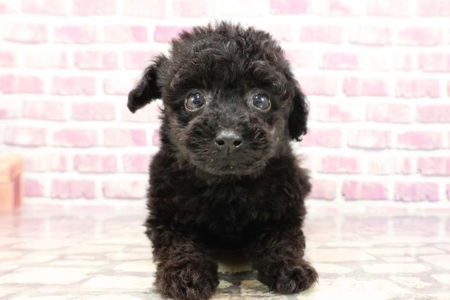 群馬県のトイプードル(トイ) (Coo&RIKU高崎店/2024年1月4日生まれ/男の子/ブラック)の子犬