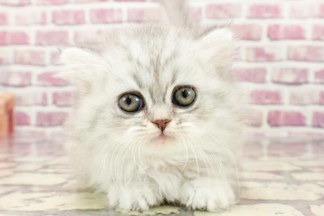 栃木県のミヌエット (Coo&RIKU小山店/2024年1月6日生まれ/女の子/シルバータビー)の子猫