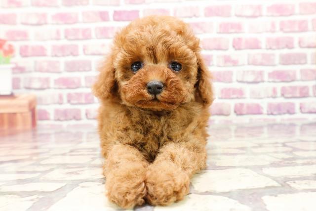 千葉県のトイプードル(トイ) (Coo&RIKU東船橋店/2024年1月6日生まれ/女の子/レッド)の子犬