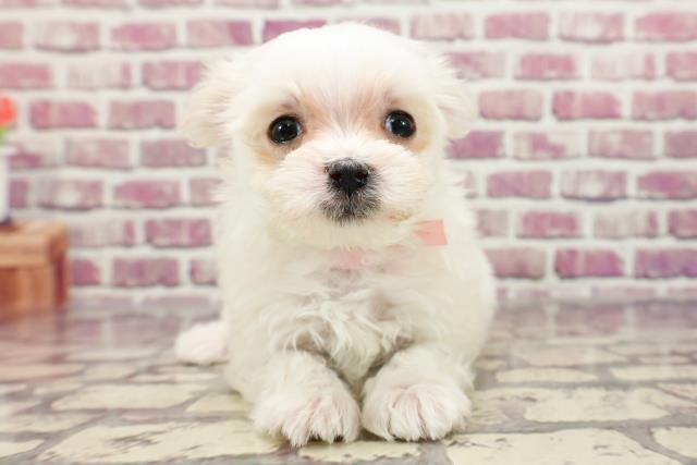 東京都のマルチーズ (Coo&RIKU練馬店/2024年1月5日生まれ/女の子/ホワイト)の子犬