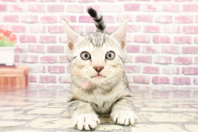 神奈川県のベンガル (Coo&RIKU横浜港南台店/2024年1月7日生まれ/女の子/シルバースポットタビー)の子猫