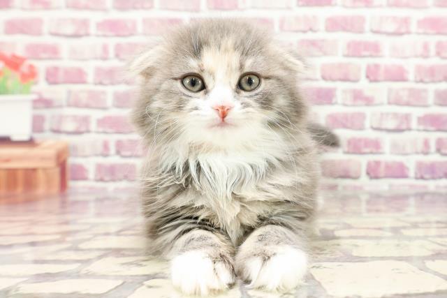 千葉県のスコティッシュフォールド (Coo&RIKU若葉都賀店/2024年1月5日生まれ/女の子/ブルーパッチドタビーホワイト)の子猫