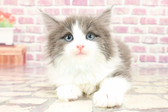 北海道のノルウェージャンフォレストキャット (Coo&RIKU札幌西店/2024年1月7日生まれ/男の子/ブルータビーホワイト)の子猫