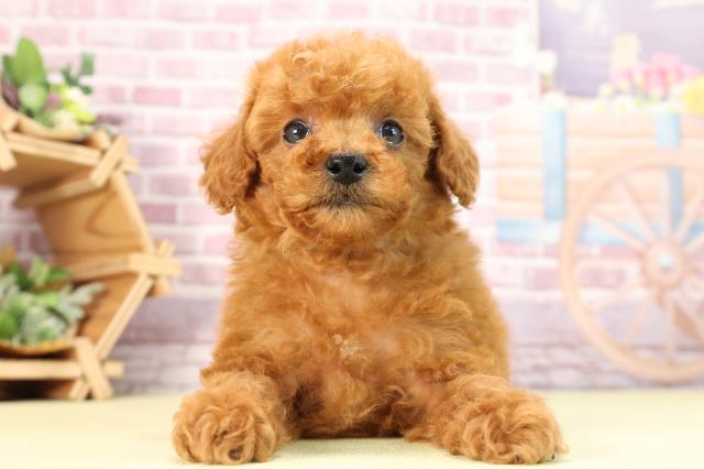 愛知県のトイプードル(トイ) (Coo&RIKU東海一宮店/2024年1月6日生まれ/男の子/レッド)の子犬