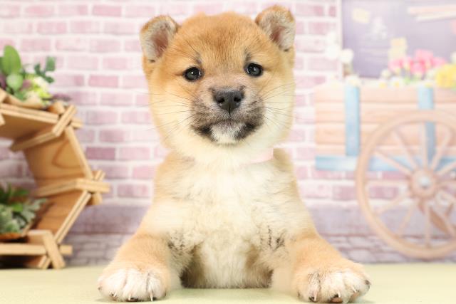 愛知県の柴犬(標準サイズ) (Coo&RIKU岡崎店/2024年1月7日生まれ/女の子/赤)の子犬