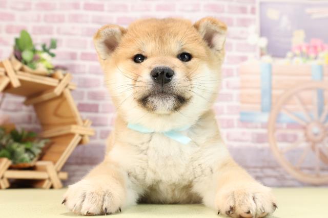 愛知県の柴犬(標準サイズ) (Coo&RIKU春日井店/2024年1月7日生まれ/男の子/赤)の子犬