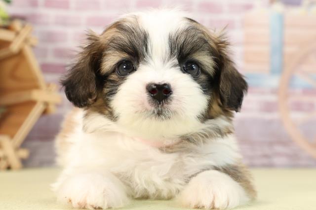 愛知県のハーフ犬 (Coo&RIKU東海一宮店/2024年1月7日生まれ/女の子/ホワイトブラウン)の子犬