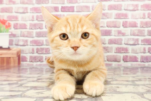 石川県のスコティッシュフォールド (Coo&RIKU金沢店/2023年12月2日生まれ/男の子/レッドタビー)の子猫