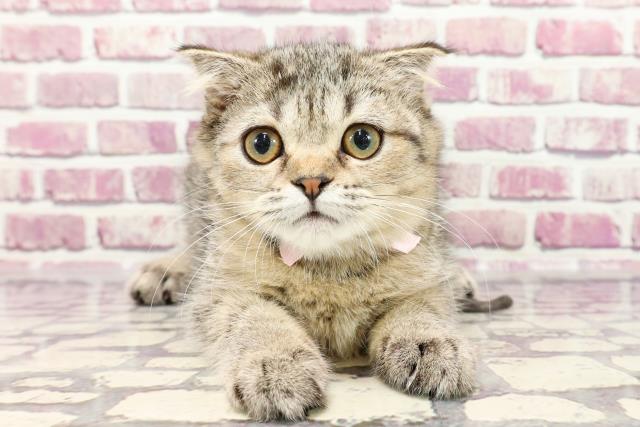群馬県のスコティッシュフォールド (Coo&RIKU前橋店/2023年11月10日生まれ/女の子/ブラウンタビー)の子猫