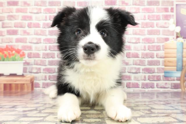 千葉県のボーダーコリー (Coo&RIKU南柏店/2024年1月5日生まれ/男の子/ブラックホワイト)の子犬