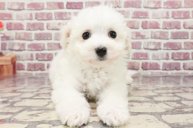 茨城県のビションフリーゼ (Coo&RIKU日立店/2024年1月6日生まれ/男の子/ホワイト)の子犬