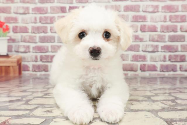 愛知県のビションフリーゼ (Coo&RIKU岡崎店/2024年1月6日生まれ/女の子/ホワイト)の子犬