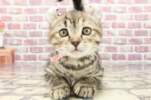 北海道のアメリカンカール (Coo&RIKU帯広店/2024年1月2日生まれ/女の子/ブラウンタビー)の子猫