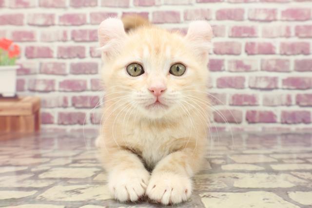 茨城県のアメリカンカール (Coo&RIKU石岡店/2024年1月2日生まれ/男の子/レッドタビー)の子猫