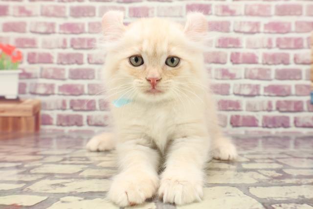 群馬県のアメリカンカール (Coo&RIKUケーヨーデイツー館林店/2024年1月2日生まれ/男の子/レッドタビー)の子猫