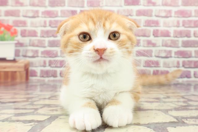 島根県のスコティッシュフォールド (Coo&RIKU出雲店/2023年12月21日生まれ/男の子/レッドタビーホワイト)の子猫
