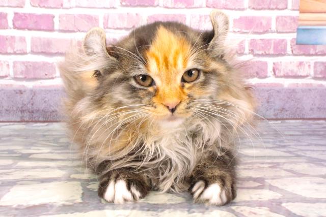 滋賀県のアメリカンカール (Coo&RIKU長浜店/2024年1月3日生まれ/女の子/トーティーホワイト)の子猫