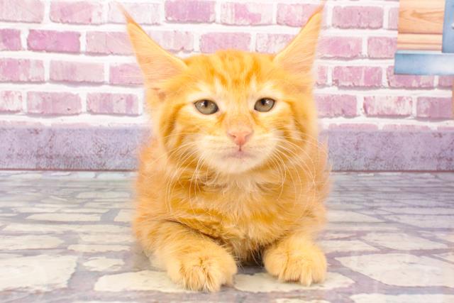 滋賀県のターキッシュアンゴラ (Coo&RIKUアヤハディオ水口店/2024年1月7日生まれ/女の子/レッドタビー)の子猫