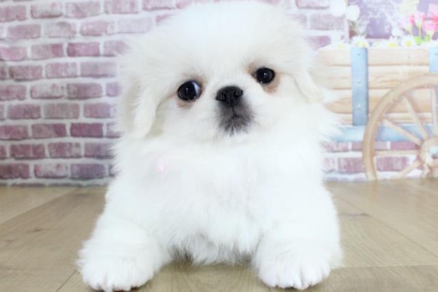 青森県のペキニーズ (Coo&RIKU青森店/2024年1月4日生まれ/女の子/ホワイトクリーム)の子犬