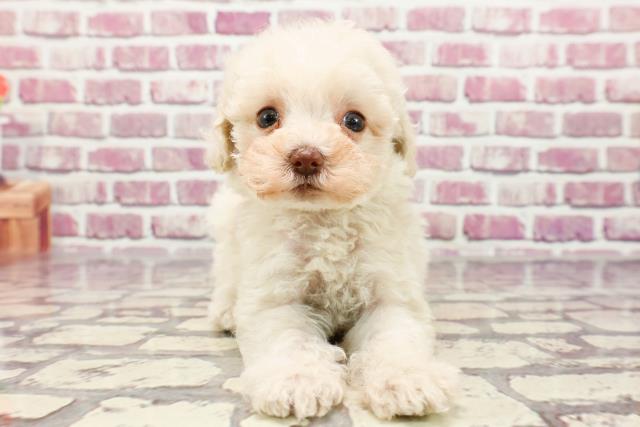 熊本県のトイプードル(トイ) (Coo&RIKU宇土シティモール店/2024年1月4日生まれ/女の子/クリーム)の子犬
