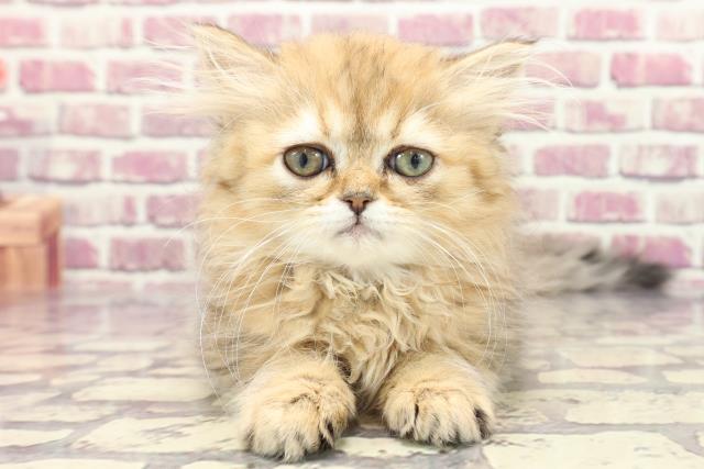 島根県のマンチカン (Coo&RIKU出雲店/2023年12月23日生まれ/女の子/ブラウンタビー)の子猫