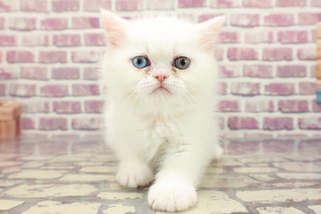 東京都のエキゾチック (Coo&RIKU練馬店/2024年1月1日生まれ/女の子/ホワイト)の子猫
