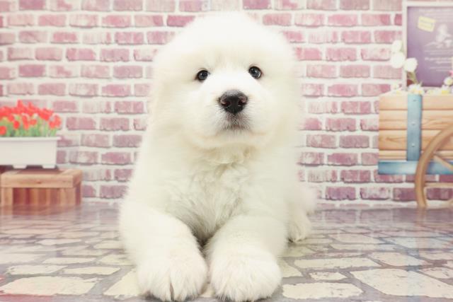 広島県のグレートピレニーズ (Coo&RIKUゆめタウン大竹店/2024年1月5日生まれ/女の子/ホワイト)の子犬