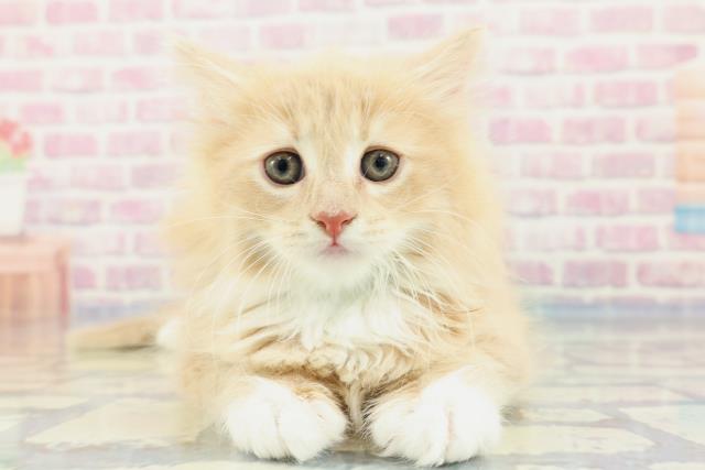 神奈川県のノルウェージャンフォレストキャット (Coo&RIKU横浜港南台店/2024年1月8日生まれ/男の子/クリームタビーホワイト)の子猫