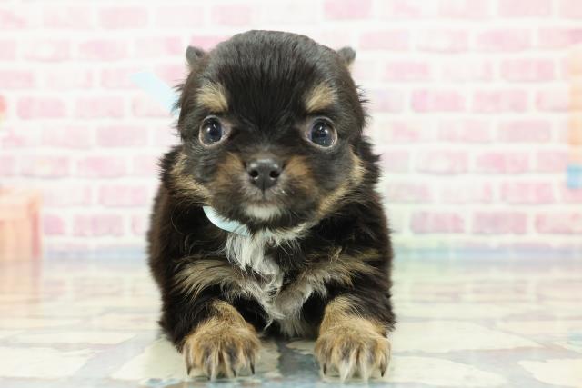 千葉県のチワワ(ロング) (Coo&RIKU東金店/2024年1月8日生まれ/男の子/ブラックタンホワイト)の子犬