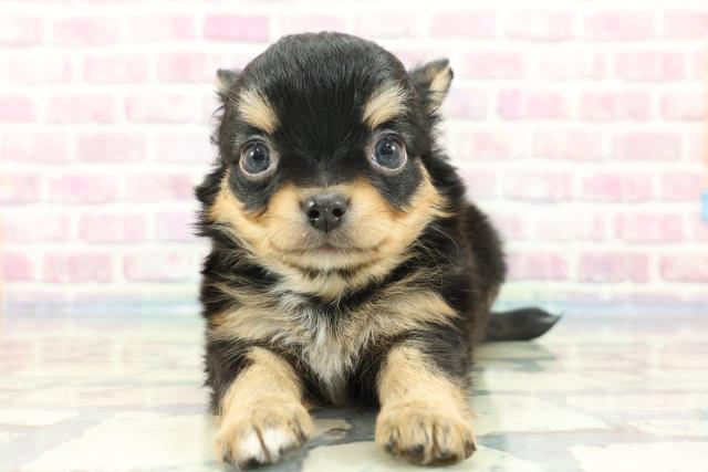 千葉県のチワワ(ロング) (Coo&RIKU東船橋店/2024年1月8日生まれ/男の子/ブラックタンホワイト)の子犬