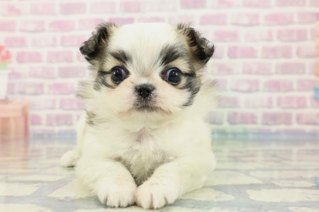 新潟県のチワズー/チワシーズ(チワワ×シーズー) (Coo&RIKU上越店/2024年1月3日生まれ/女の子/ホワイトブラウン)の子犬