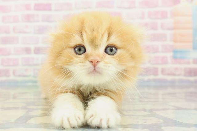 神奈川県のスコティッシュフォールド (Coo&RIKU相模原店/2024年1月7日生まれ/男の子/レッドタビーホワイト)の子猫