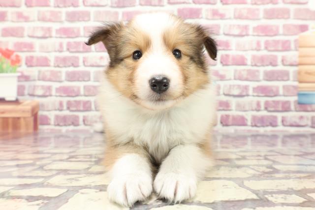 新潟県のシェットランドシープドッグ (Coo&RIKU新潟東店/2024年1月5日生まれ/男の子/セーブルホワイト)の子犬