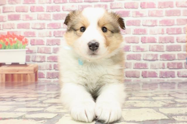 東京都のシェットランドシープドッグ (Coo&RIKUフレスポ住吉店/2024年1月5日生まれ/男の子/セーブルホワイト)の子犬