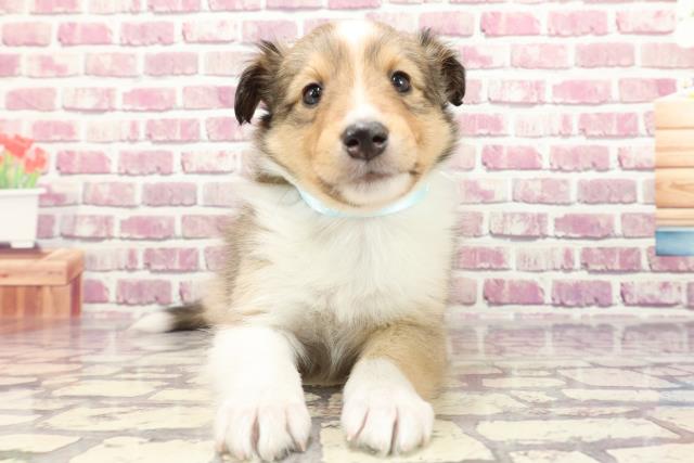 神奈川県のシェットランドシープドッグ (Coo&RIKU藤沢店/2024年1月5日生まれ/男の子/セーブルホワイト)の子犬