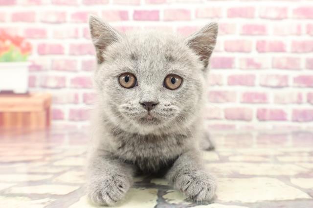 神奈川県のブリティッシュショートヘアー (Coo&RIKU相模原店/2024年1月6日生まれ/女の子/ブルー)の子猫