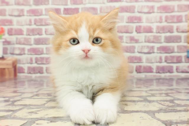 神奈川県のサイベリアン (Coo&RIKU日吉店/2024年1月5日生まれ/男の子/レッドタビーホワイト)の子猫