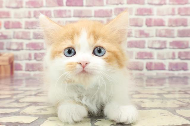 東京都のサイベリアン (Coo&RIKU東久留米店/2024年1月5日生まれ/男の子/レッドタビーホワイト)の子猫