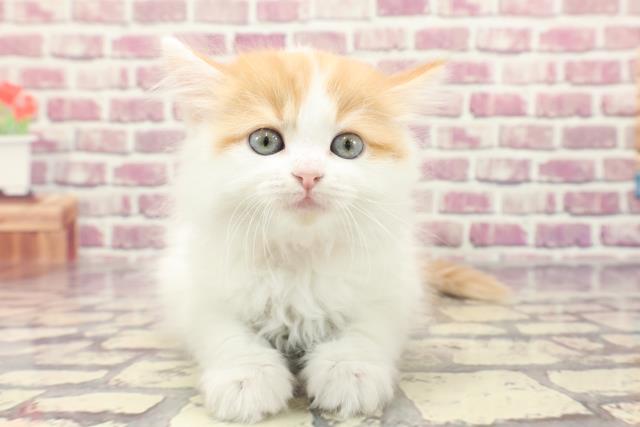 埼玉県のサイベリアン (Coo&RIKU熊谷ニットーモール店/2024年1月5日生まれ/女の子/レッドタビーホワイト)の子猫