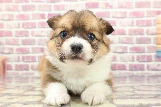 東京都のハーフ犬 (Coo&RIKU東久留米店/2024年1月5日生まれ/男の子/レッドホワイト)の子犬