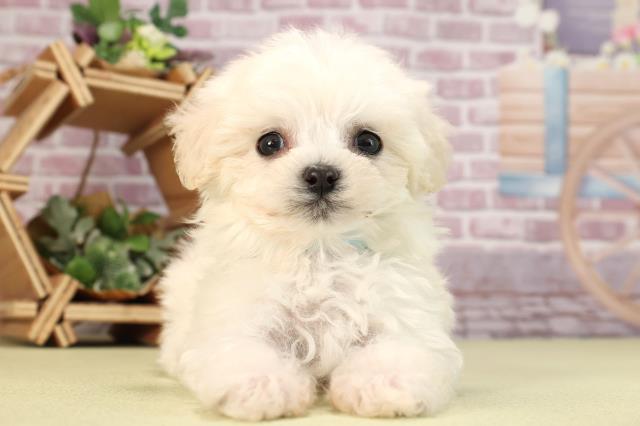 愛知県のマルプー(マルチーズ×プードル) (Coo&RIKU岡崎店/2024年1月1日生まれ/男の子/ホワイト)の子犬