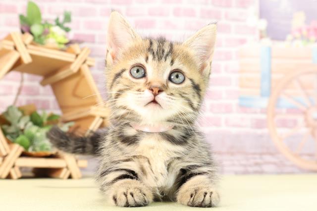 愛知県のマンチカン (Coo&RIKU豊橋店/2024年1月8日生まれ/女の子/ブラウンタビー)の子猫